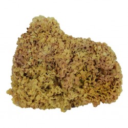 Doğal Deniz Kadayıfı 1.Kalite Tane Chondrus Crispus 100GR