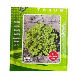 İri Kıvırcık Marul Tohumu İri Kıvırcık 055 İlaçlı Marul Tohumu 10 Gram